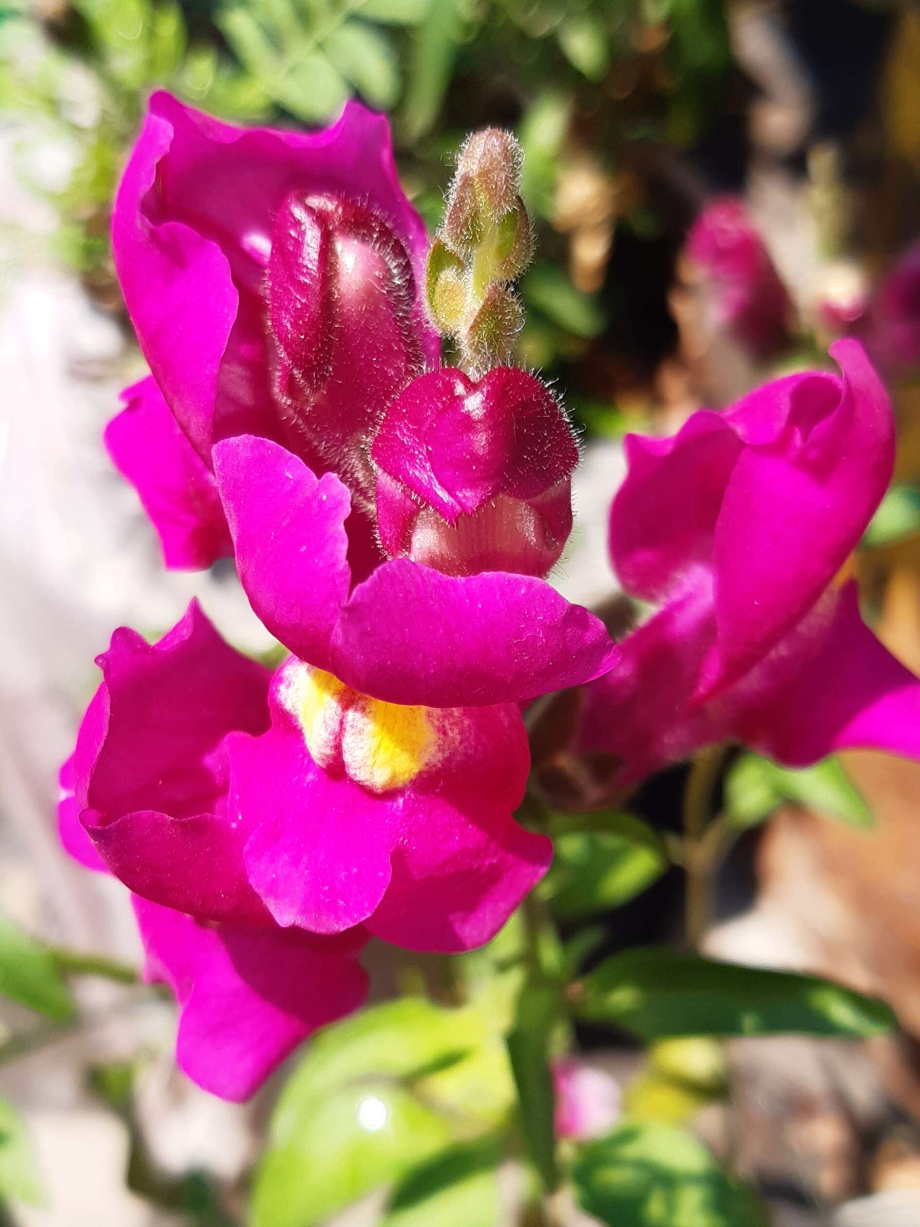 Image of garden snapdragon