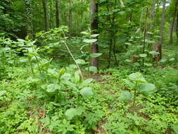 Plancia ëd Reynoutria sachalinensis (Friedrich Schmidt Petrop.) Nakai