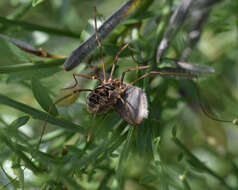 Image of Daddy longleg