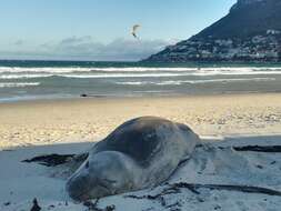 Image of South Atlantic Elephant-seal