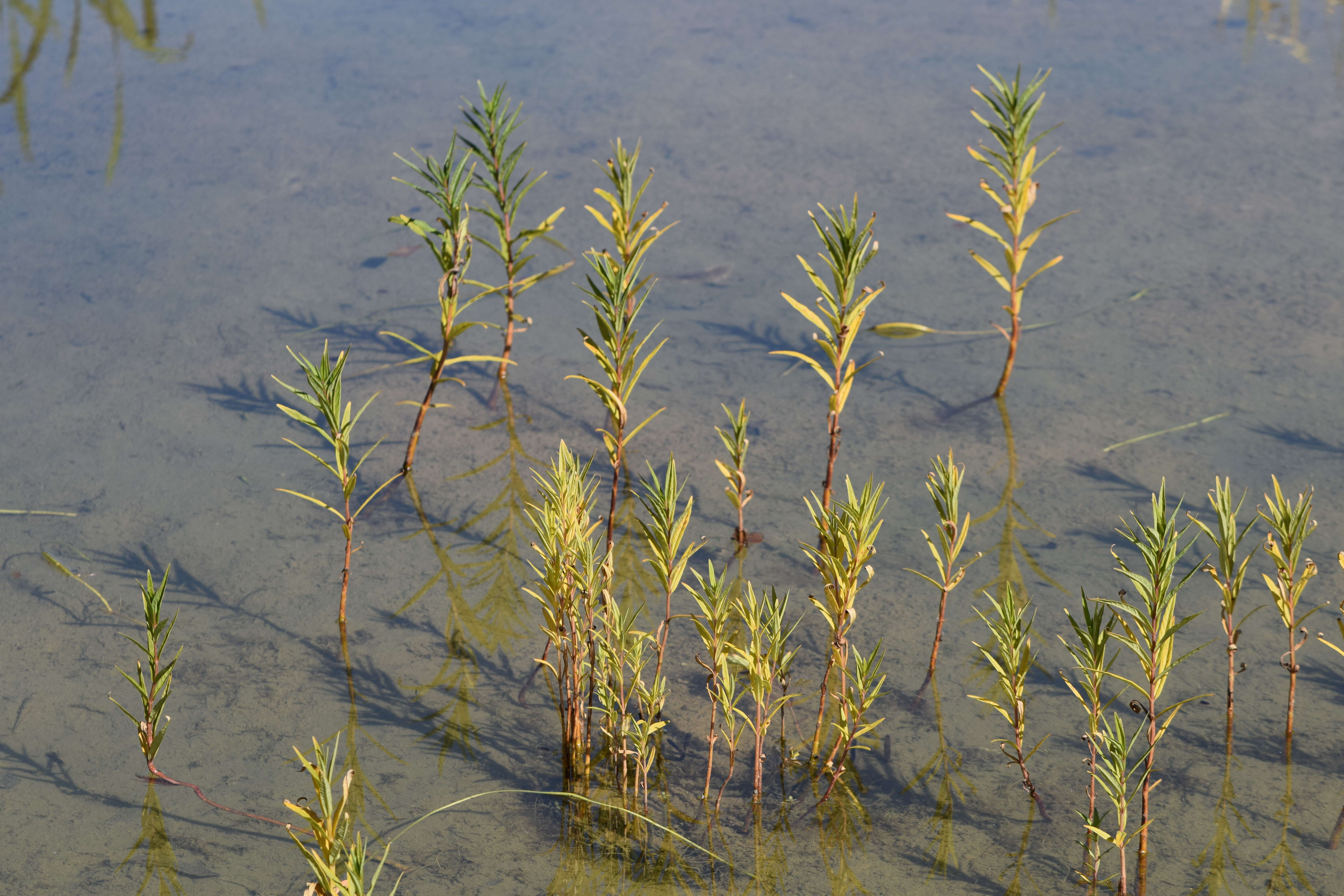 Image of Tufted Loosestrife