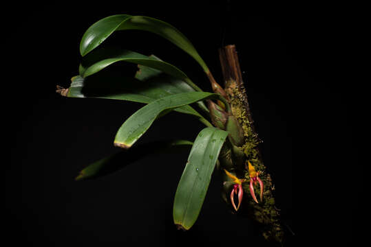 Image of Bulbophyllum basisetum J. J. Sm.