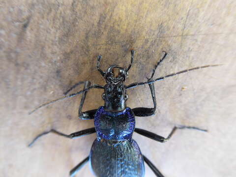 Image of Blue Ground Beetle