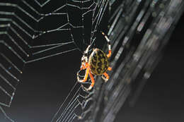 Image of Angulate & Roundshouldered Orbweaver