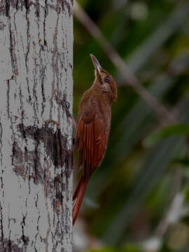 Image of Plain-brown Woodcreeper