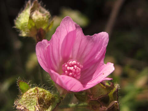 Image of Malva tournefortiana L.