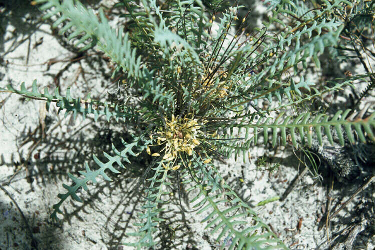 صورة Banksia