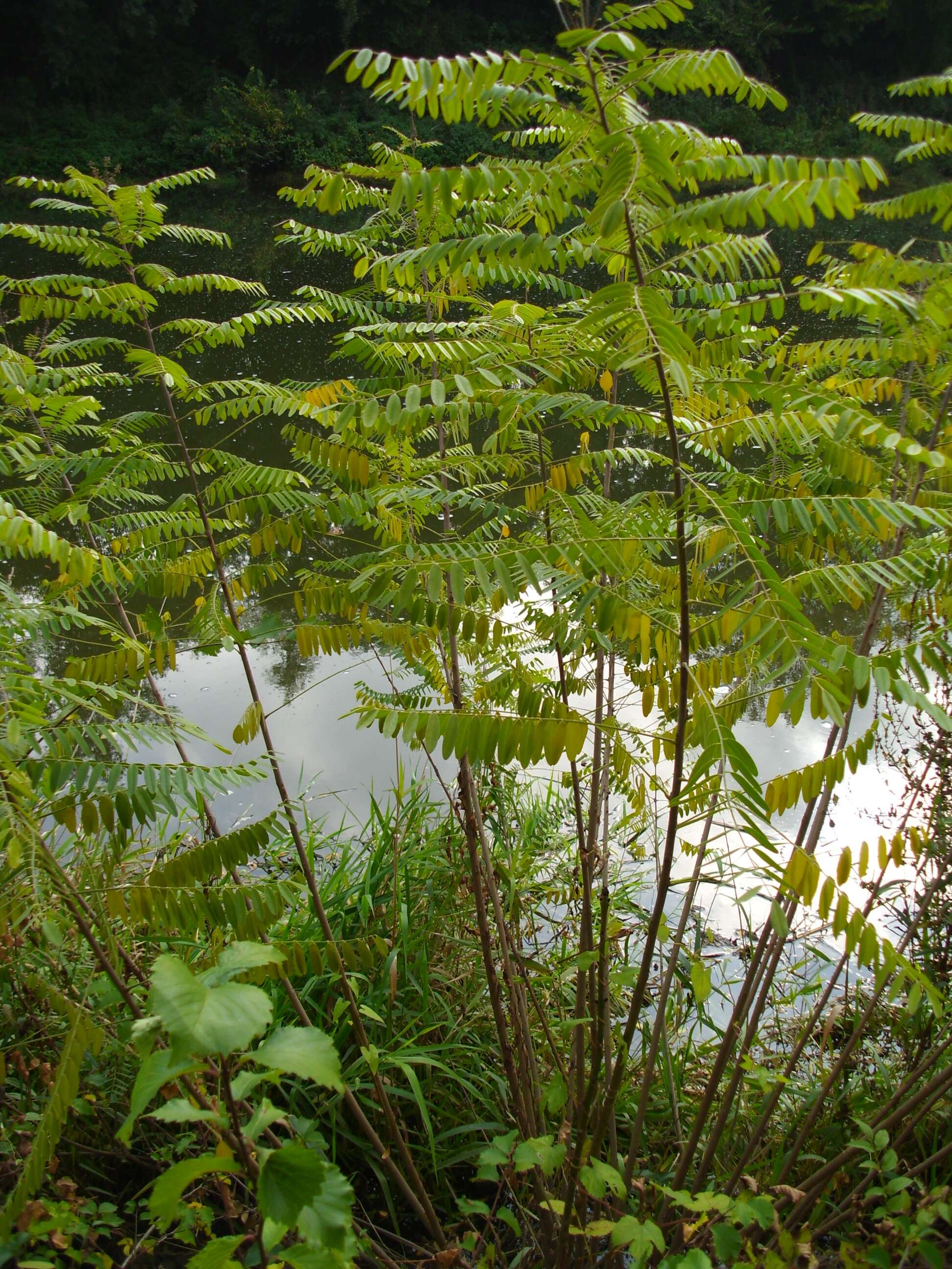 Imagem de Amorpha fruticosa L.