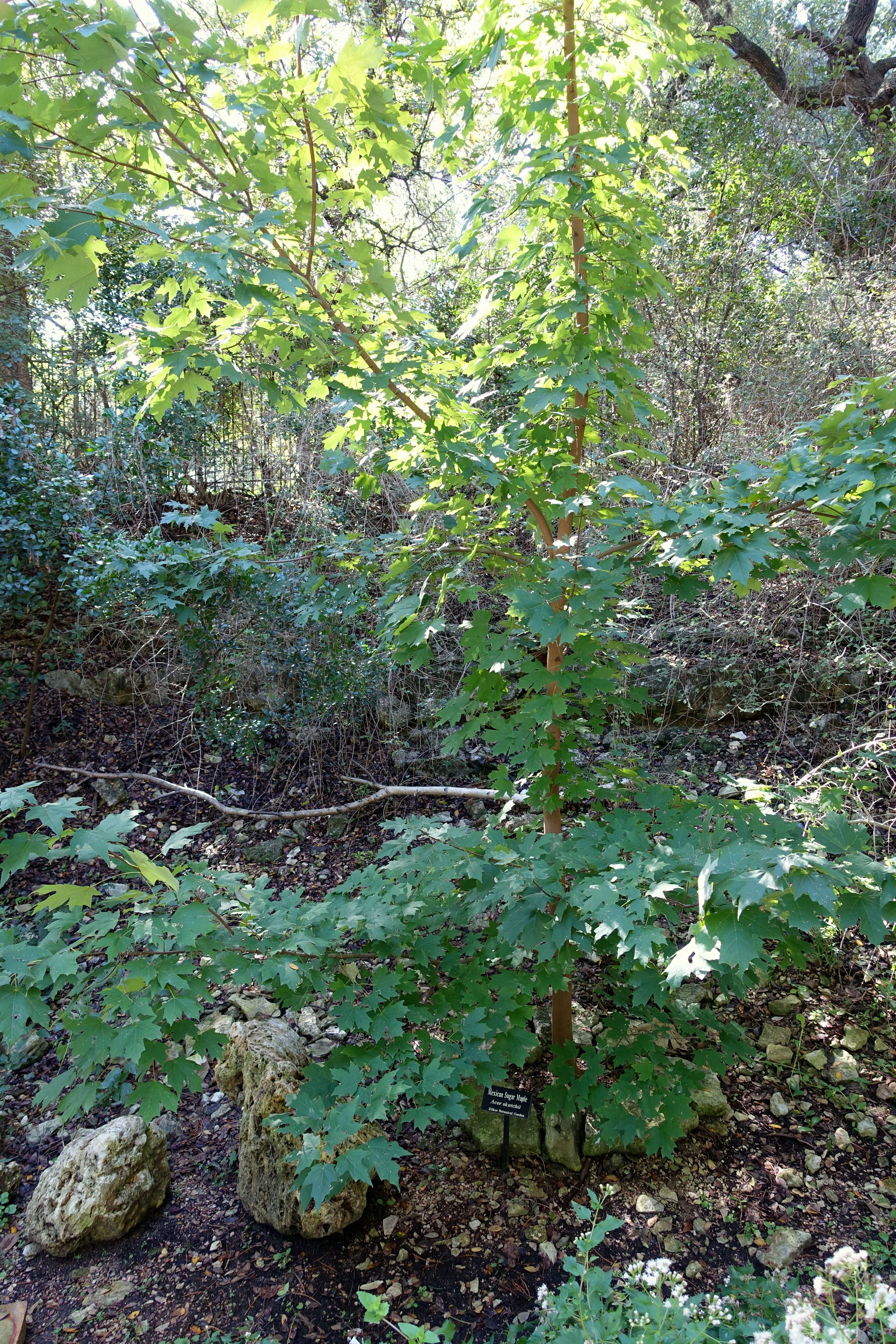 Imagem de Acer saccharum subsp. skutchii (Rehder) E. Murray