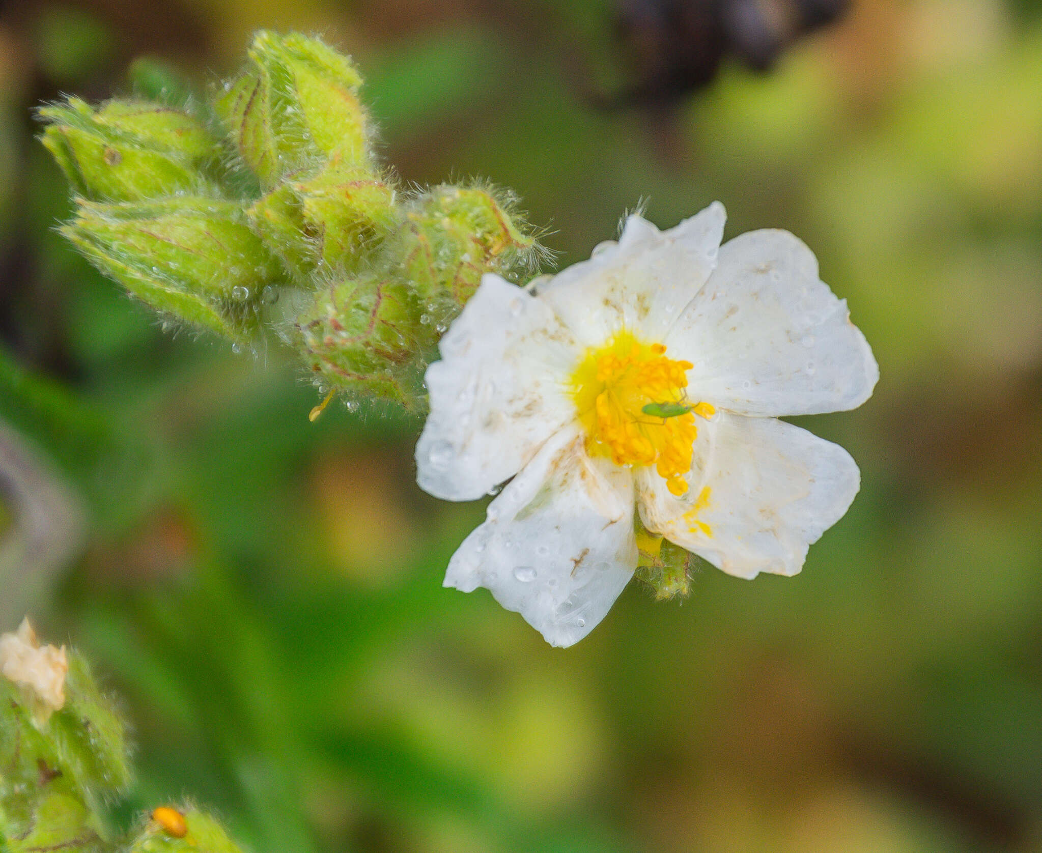 Image of Montpelier cistus