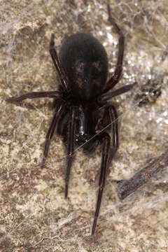 Image of Black lace-weaver