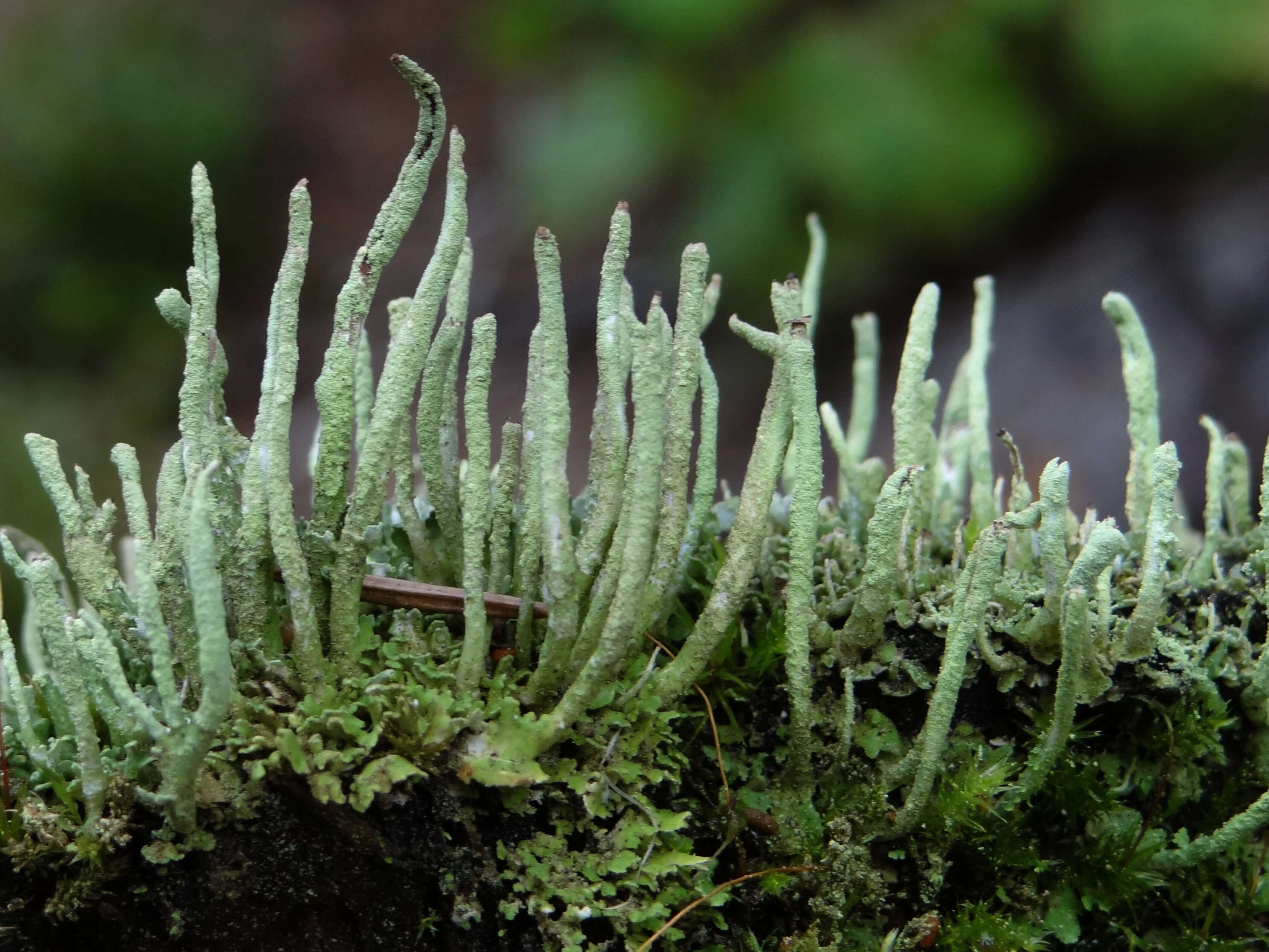 صورة Cladonia coniocraea (Flörke) Spreng.