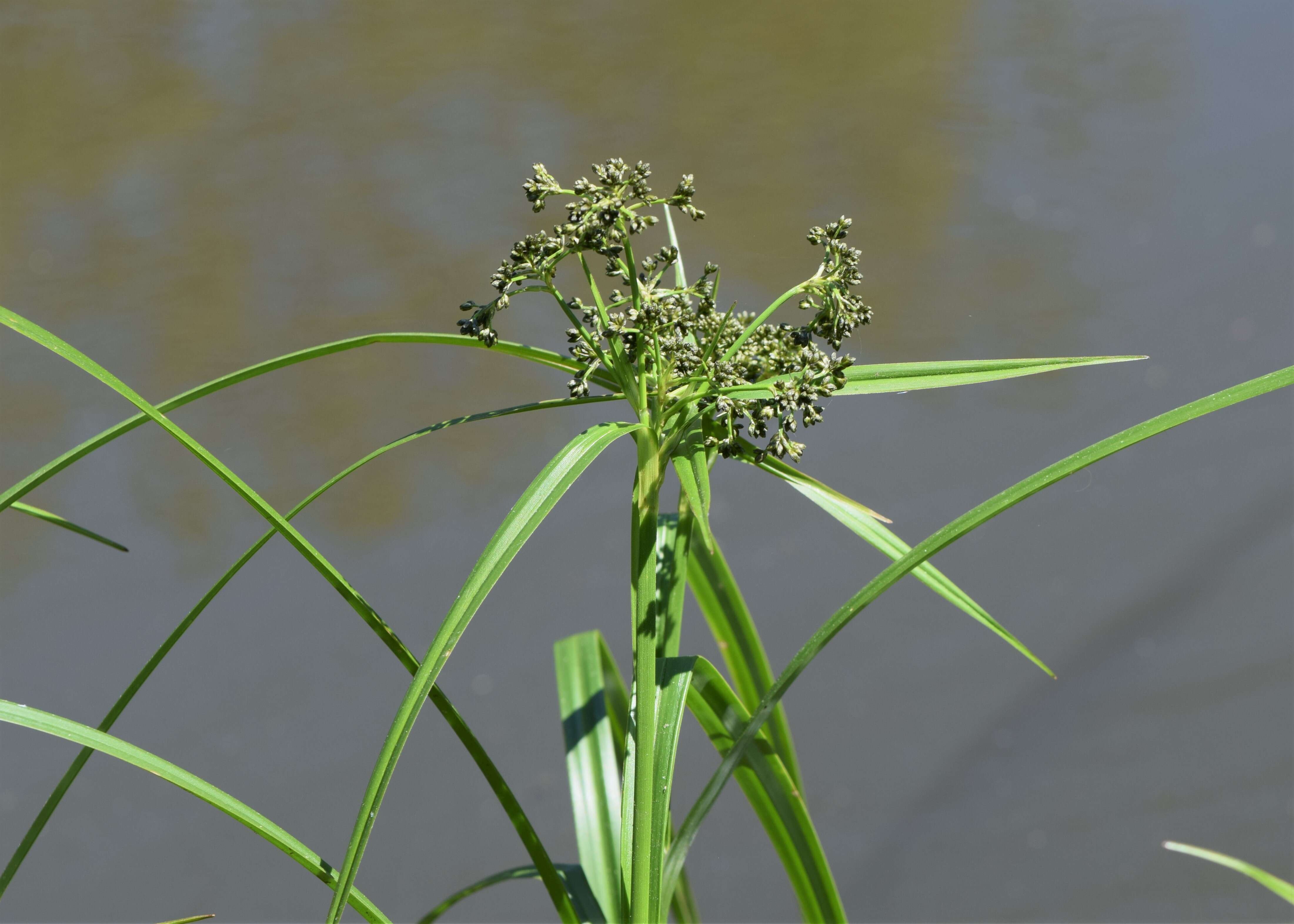 Слика од Scirpus sylvaticus L.