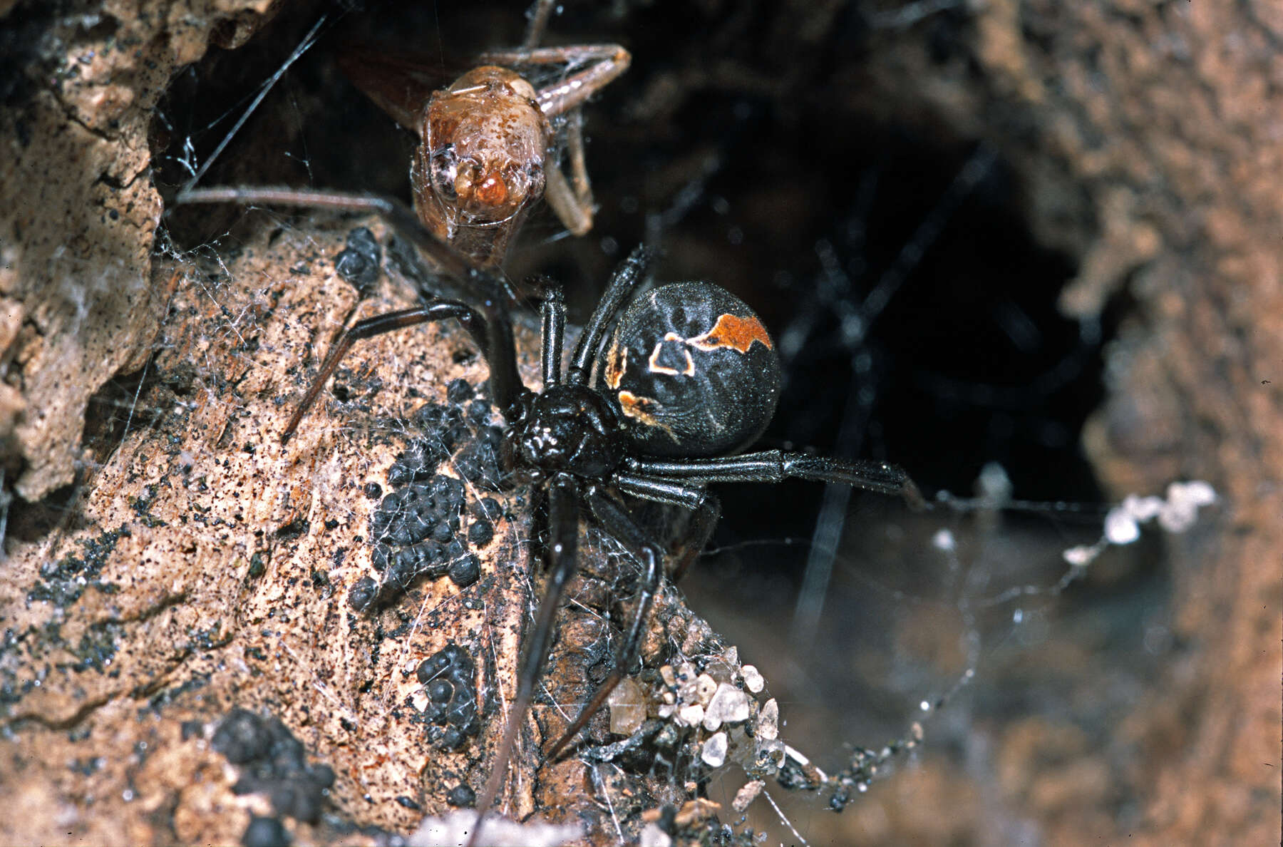 صورة Latrodectus katipo Powell 1871