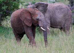 Image of African elephant