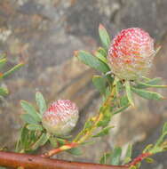 Image of Leucadendron rourkei I. J. M. Williams