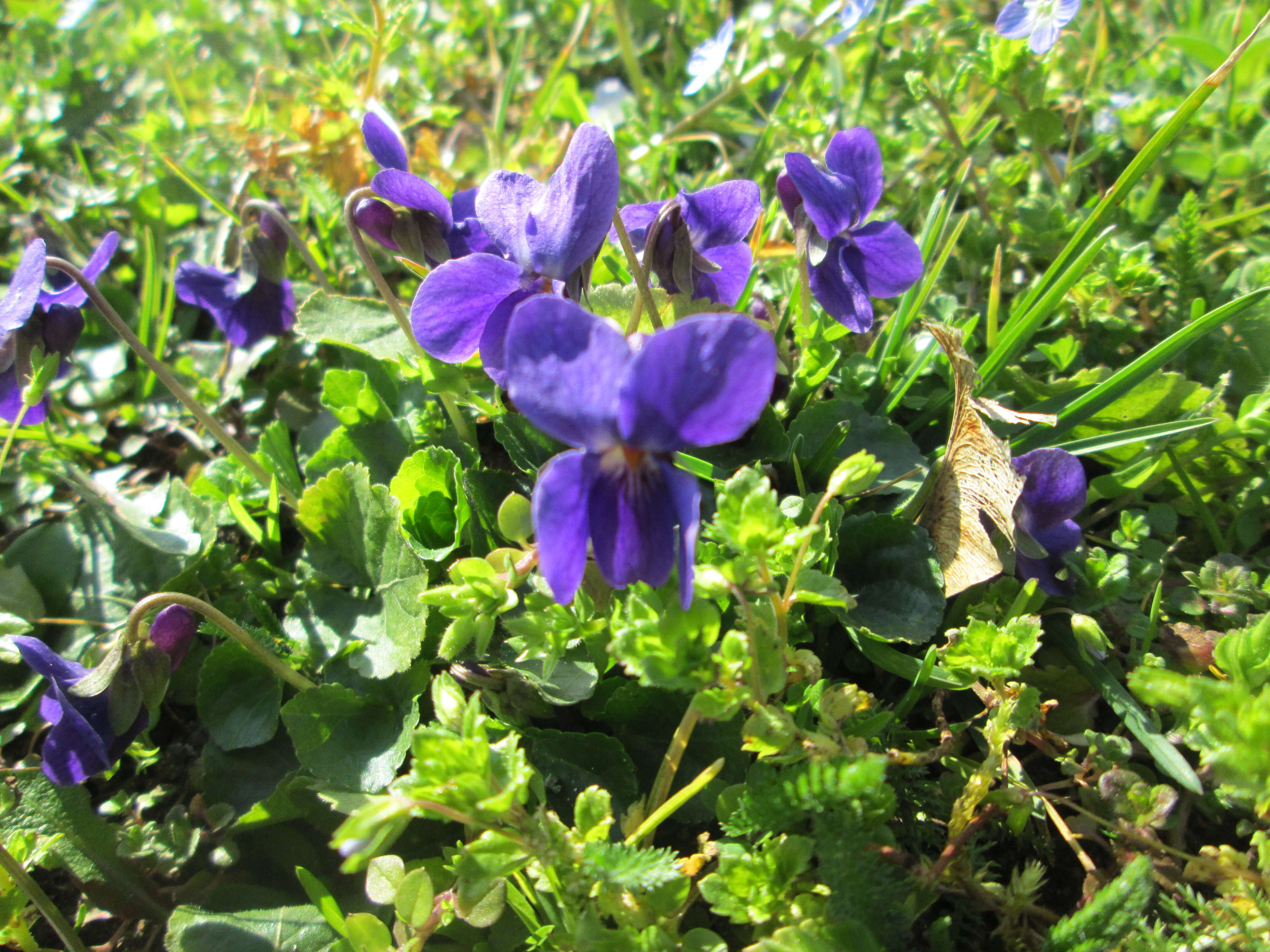 Image of sweet violet