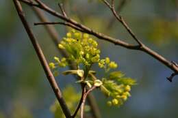 Image of Norway Maple