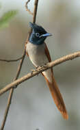 Image of Asian Paradise-Flycatcher