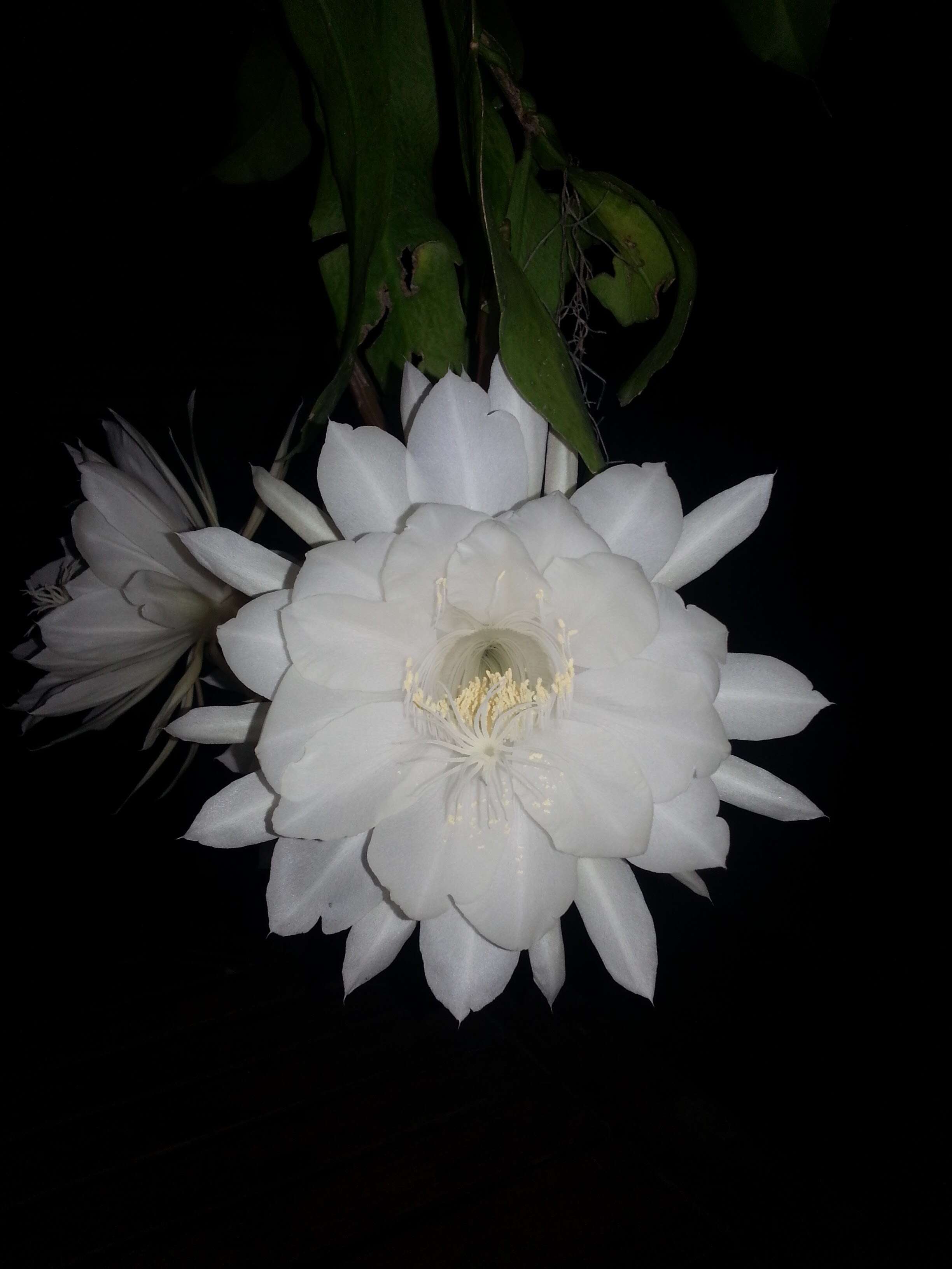 Image of Dutchman's Pipe Cactus