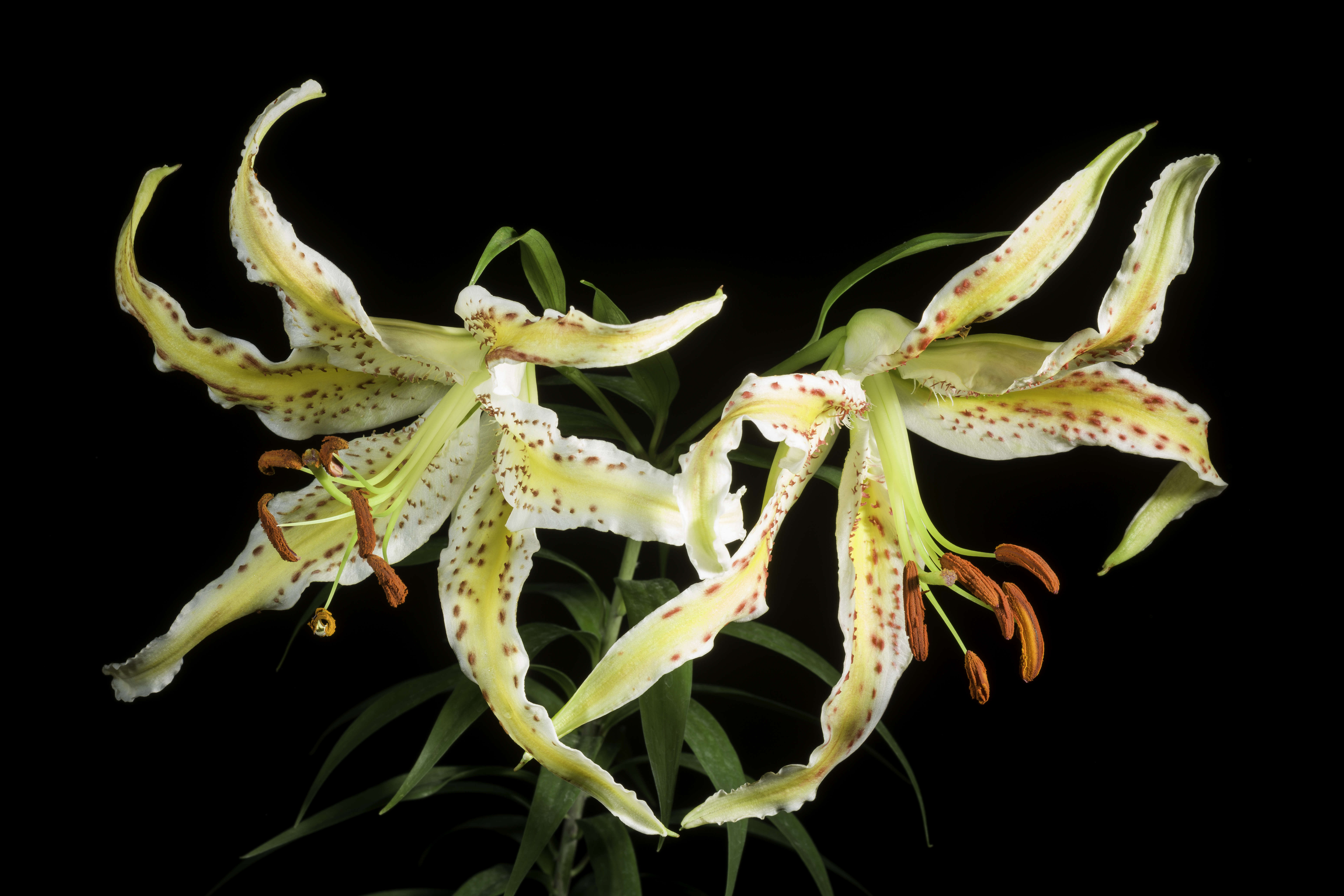 Lilium auratum Lindl. resmi