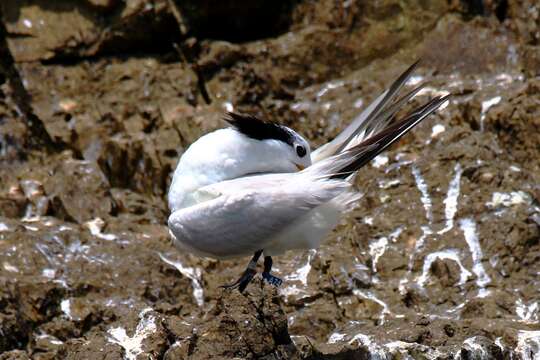 Image of Chinese Crested Tern