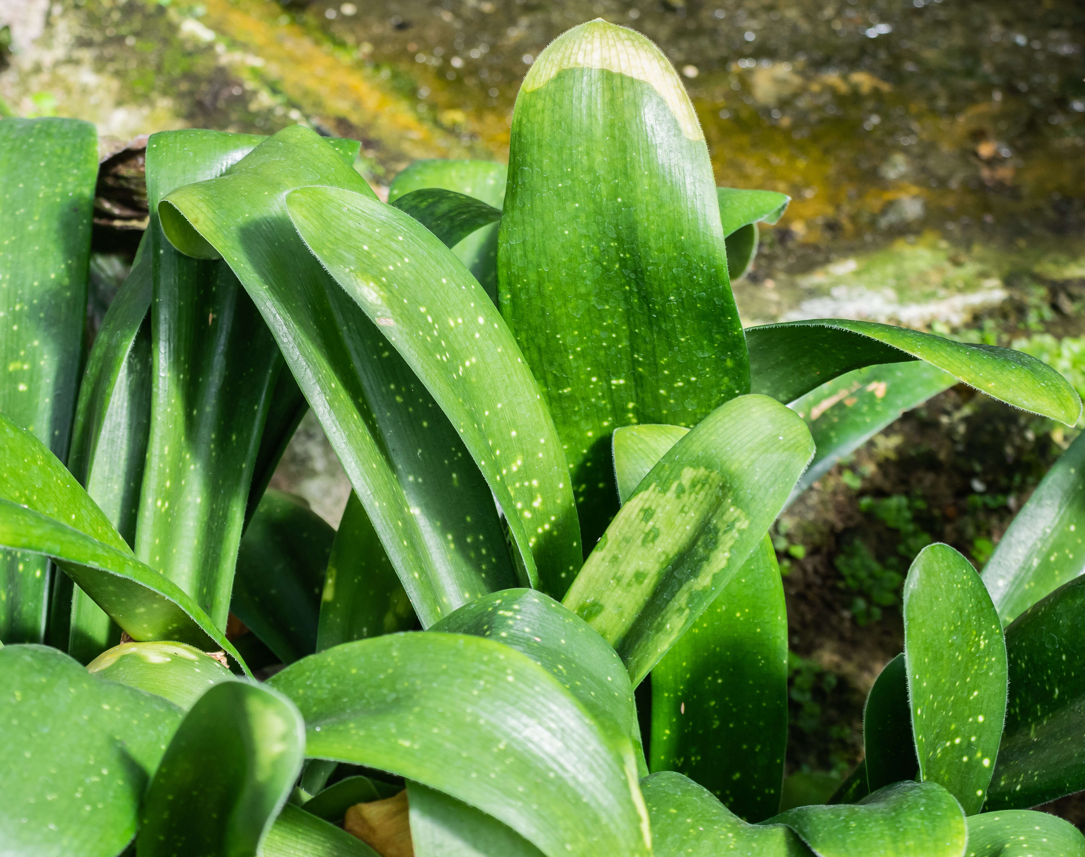 Imagem de Haemanthus albiflos Jacq.