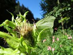 Image of Cabbage Thistle