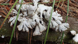 Image of Schizophyllum