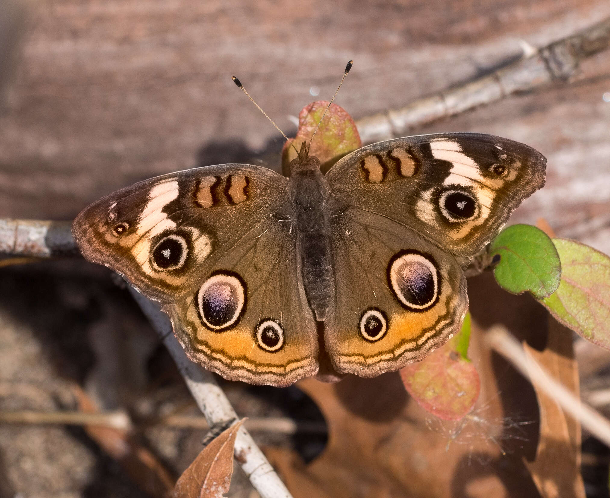 Image of Common buckeye