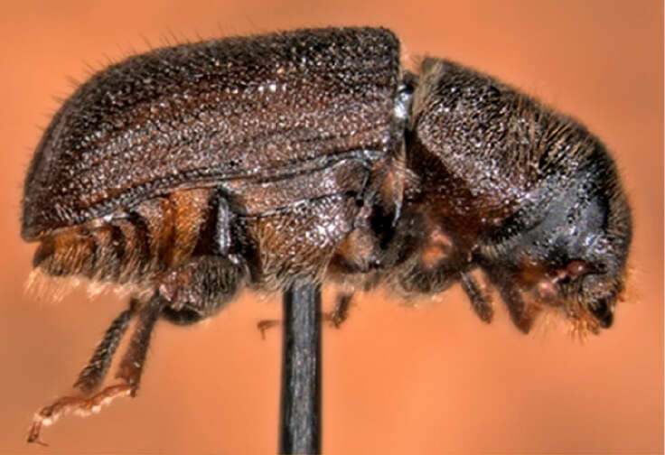 Image of Mountain Pine Beetle
