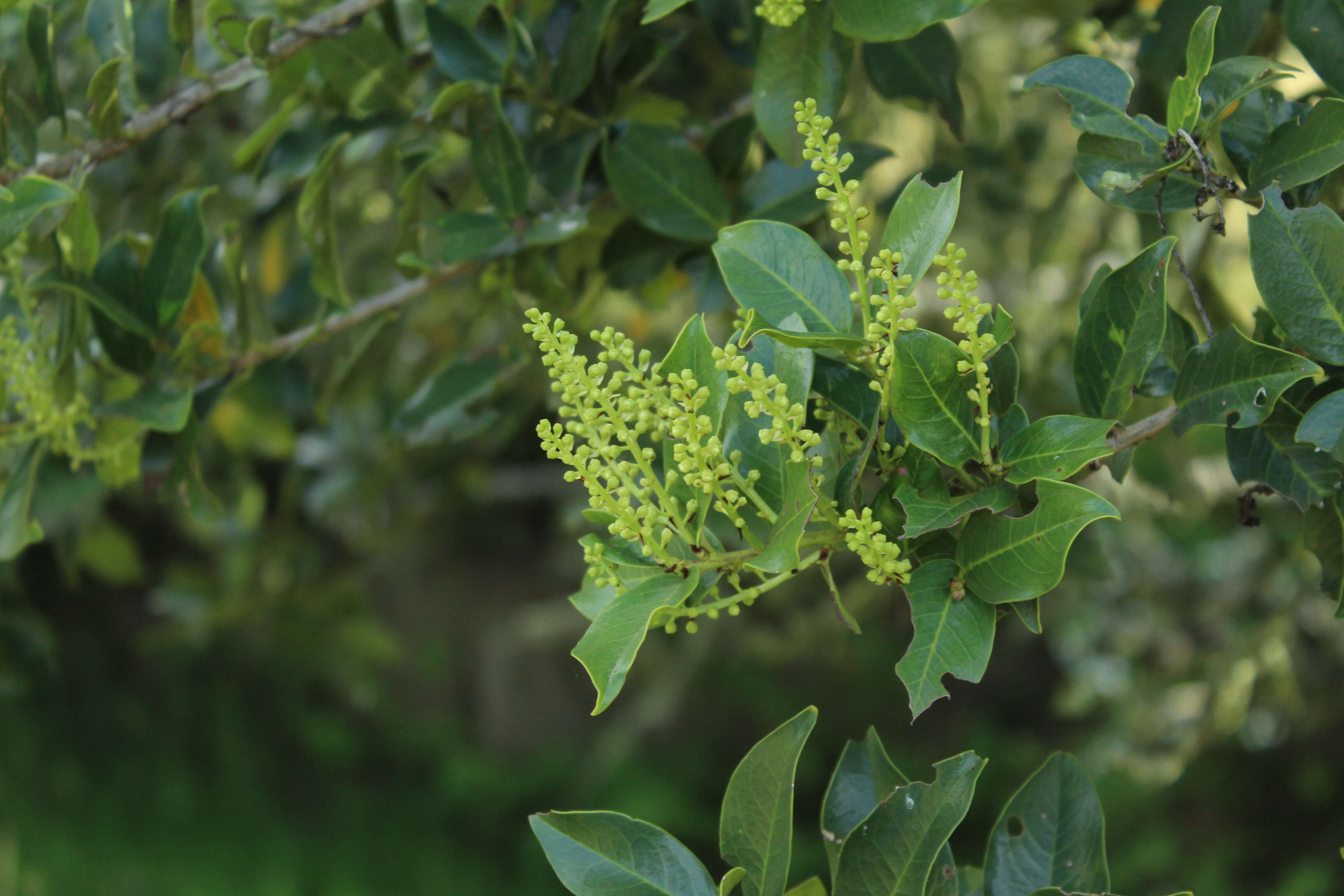 Imagem de Prunus buxifolia Koehne