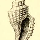 Image of Pleurotomella ecphora (Melvill 1904)