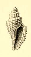 Plancia ëd Pleurotomella ecphora (Melvill 1904)