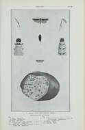 Слика од Phthorimaea