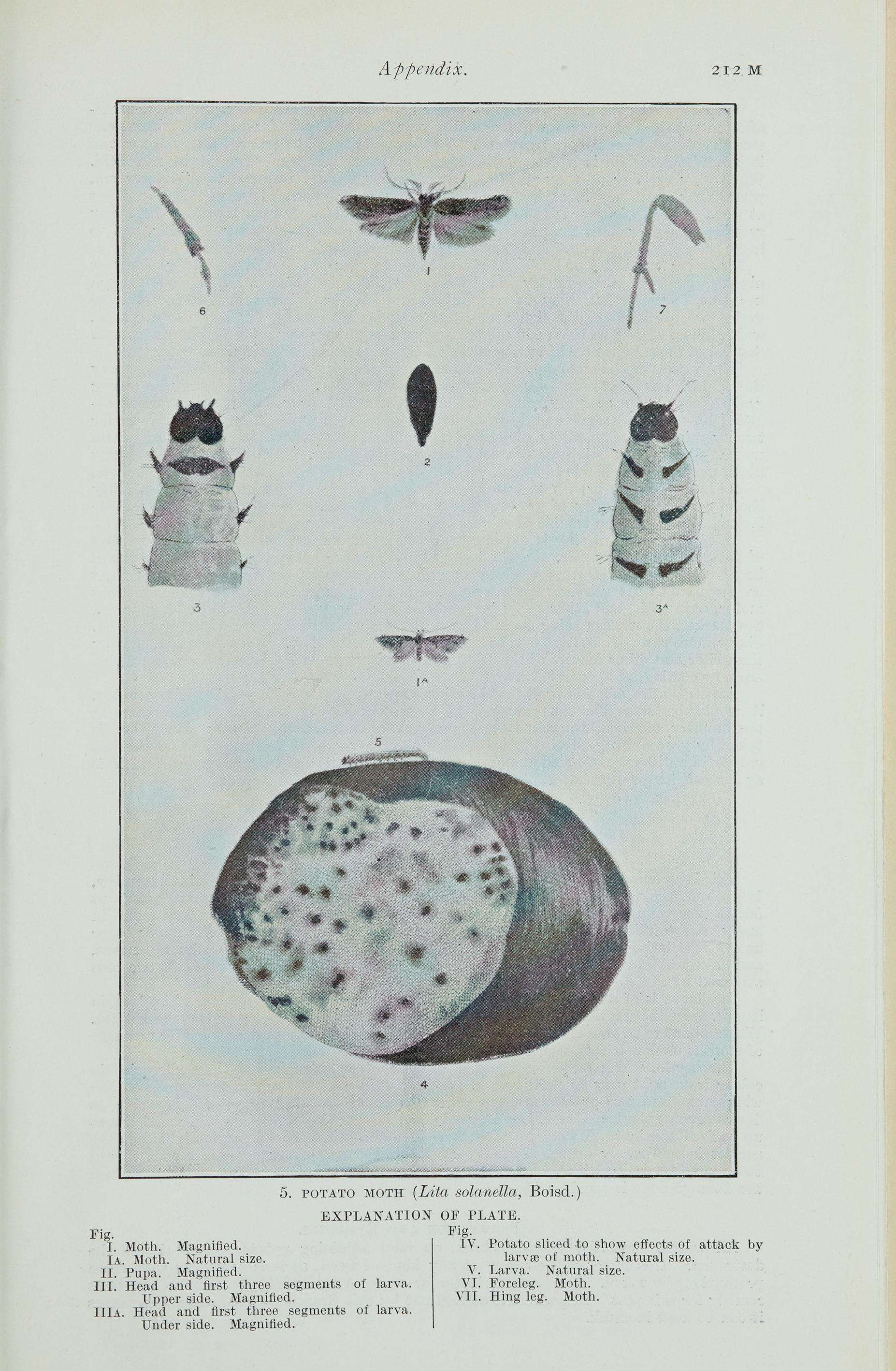 Слика од Phthorimaea