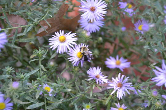 Image of aromatic aster