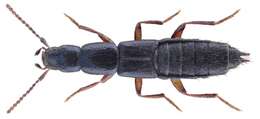 Image of Rove beetle