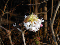 Image of Himalayan viburnum