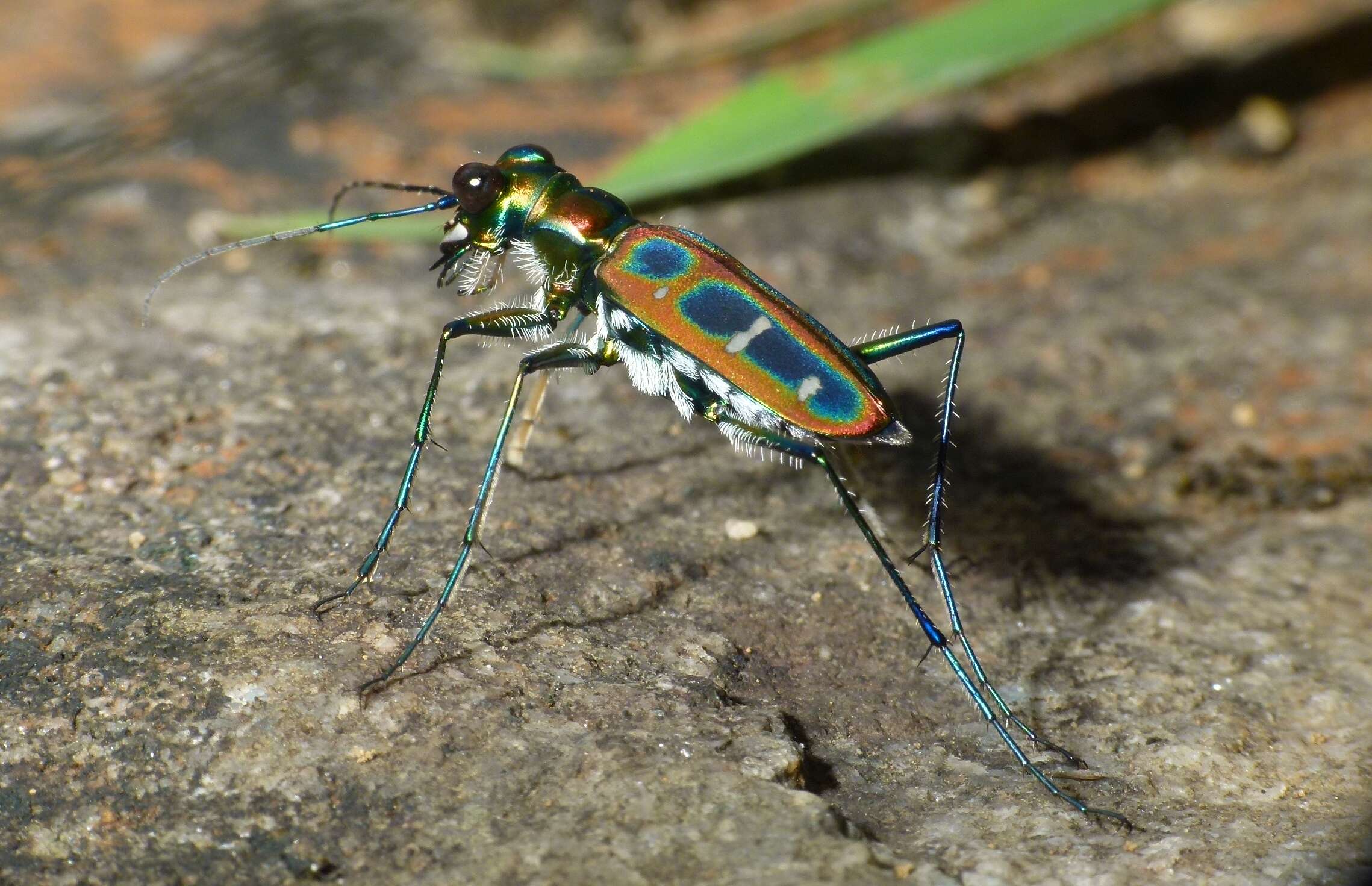 Image of Cicindela (Cosmodela) duponti Dejean 1826