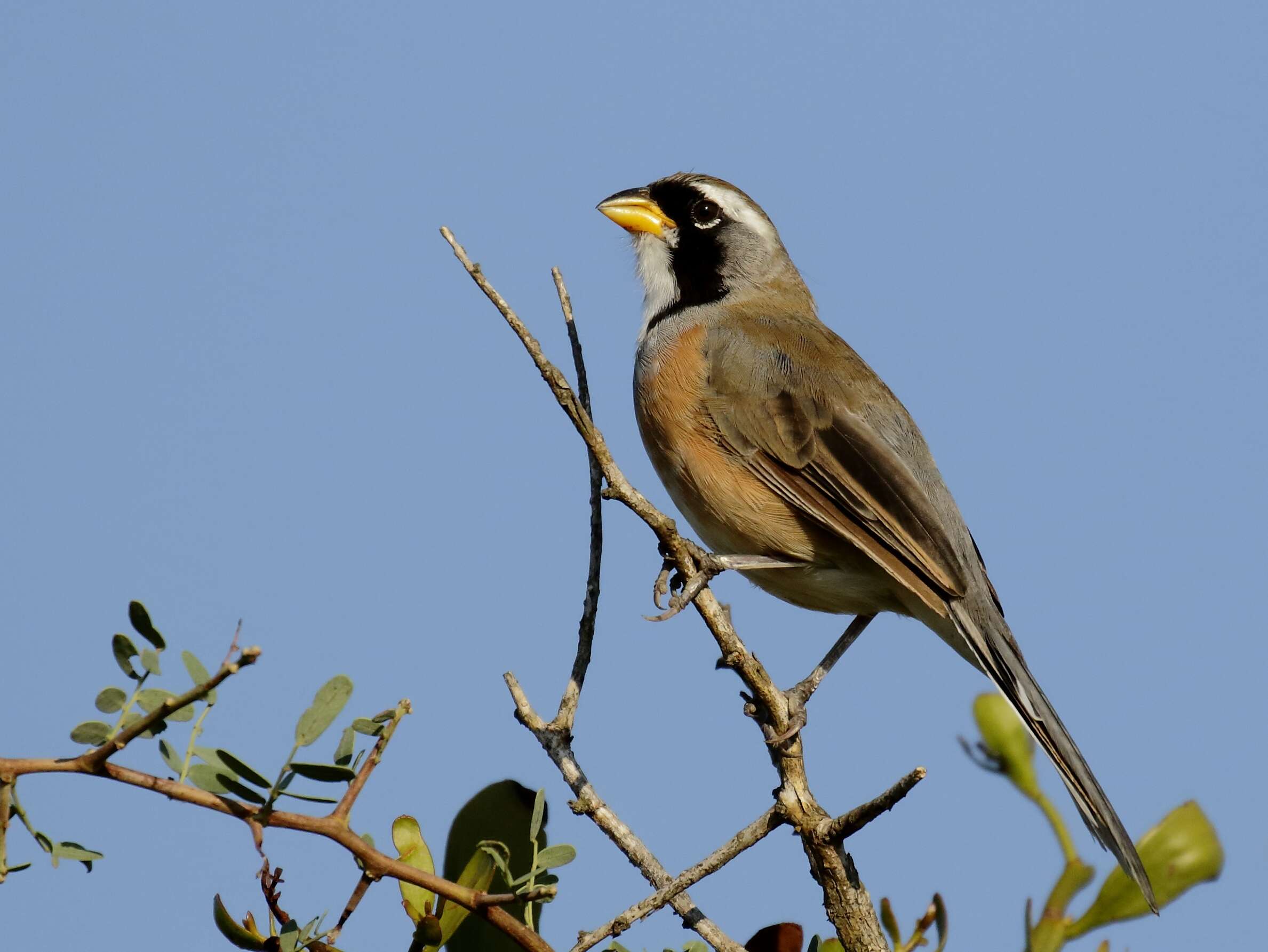 Image of Many-colored Chaco Finch