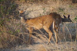 Image of Tragelaphus sylvaticus