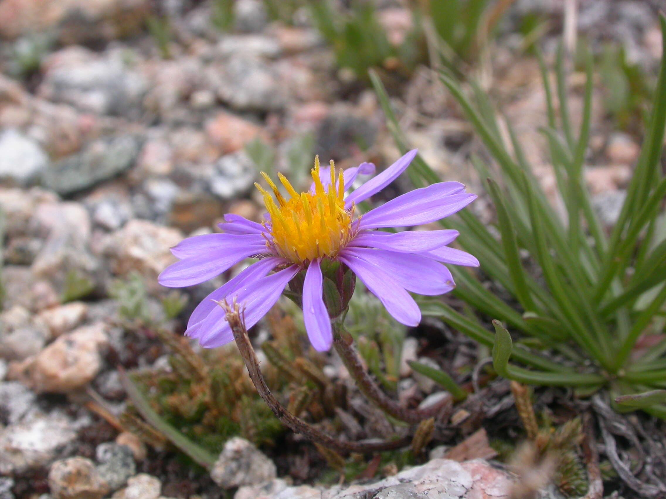 Image of tundra aster