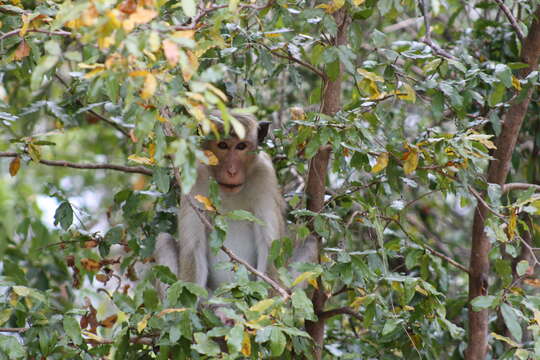 Image of Toque macaque