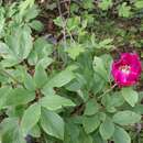 Image of Paeonia kesrouanensis (Thiéb.) Thiéb.