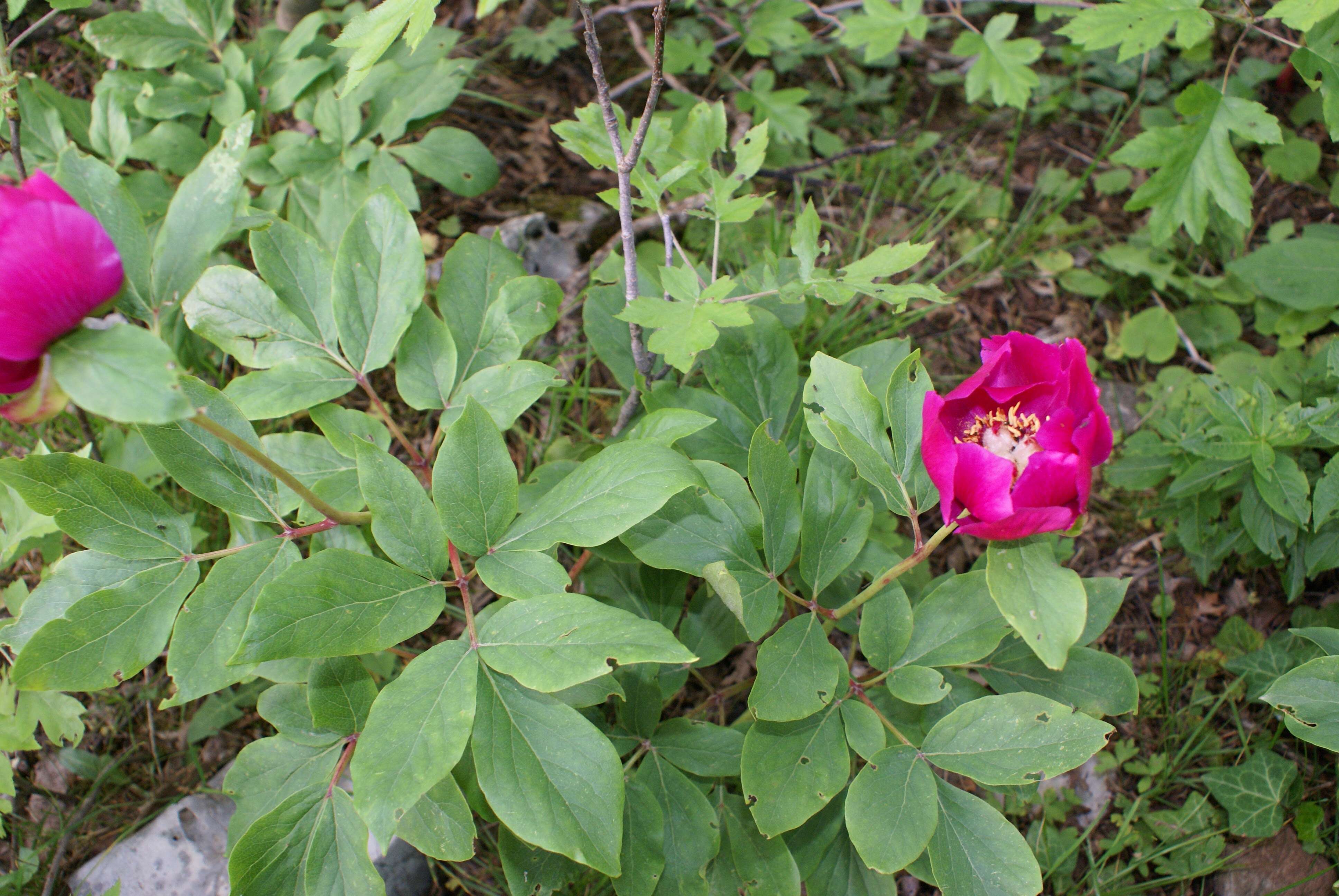 Image of Paeonia kesrouanensis (Thiéb.) Thiéb.