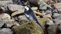 Image of Pied Wagtail and White Wagtail