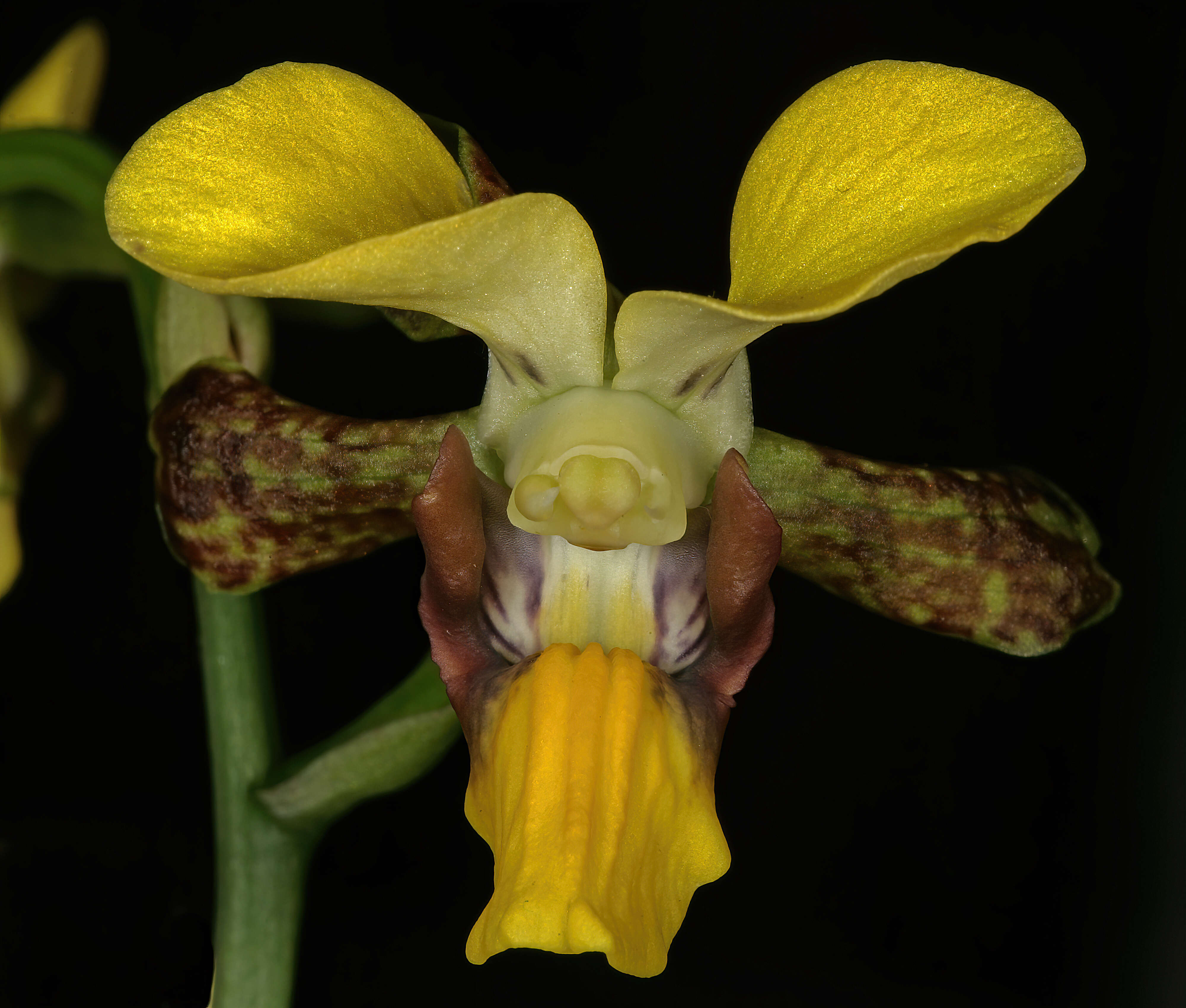 Plancia ëd Eulophia streptopetala Lindl.