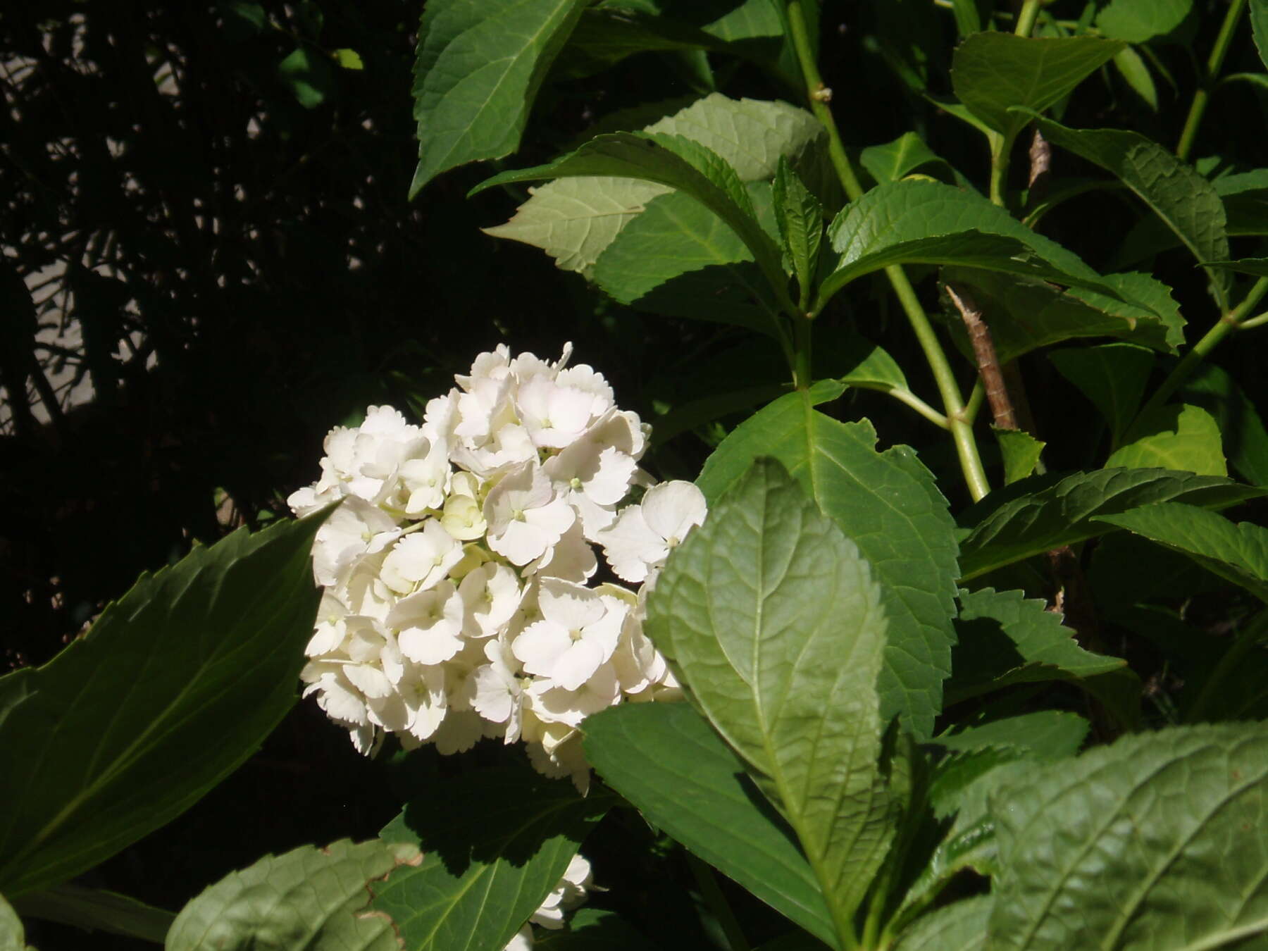 Image of Bigleaf Hydrangea