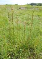 Image of Marsh Arrowgrass